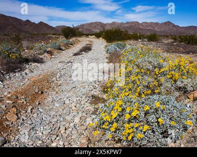 Brittlebush blüht entlang der Feldstraße Stockfoto