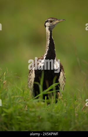 Schwarzbauchtrappe, Lissotis melanogaster, Tansania, Afrika Stockfoto