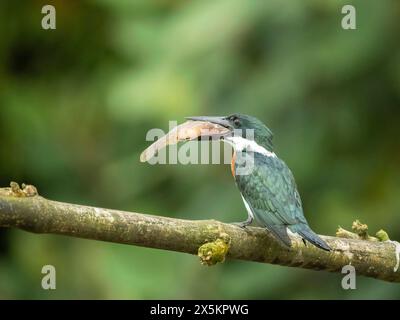 Amazonas Kingfisher, Chloroceryle Amazona, Costa Rica, Mittelamerika Stockfoto