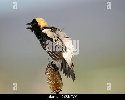 Bobolink, Dolichonyx oryzivorus, Pennsylvania, USA Stockfoto