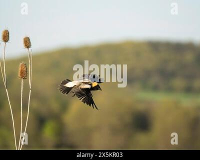 Bobolink, Dolichonyx oryzivorus, Pennsylvania, USA Stockfoto