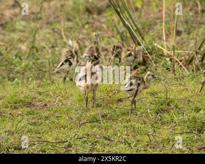 Greater Rhea, Rhea americana, Spaziergänge im Gras, mit jungen, nördlichen Pantanalen, Mato Grosso, Brasilien, Südamerika Stockfoto