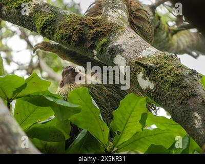 Hoffmanns zweizehiger Sloth, Choloepus hoffmanni, Costa Rica, Mittelamerika Stockfoto