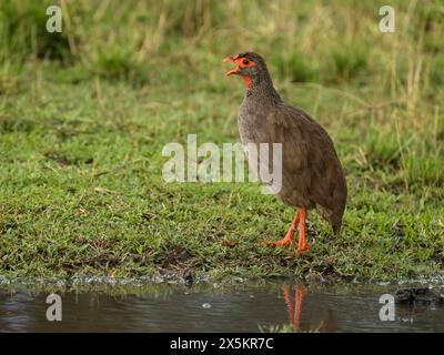 Rothals Spurvögel, Pternistis afer, Calling along Water, Serengeti Nationalpark, Tansania Stockfoto