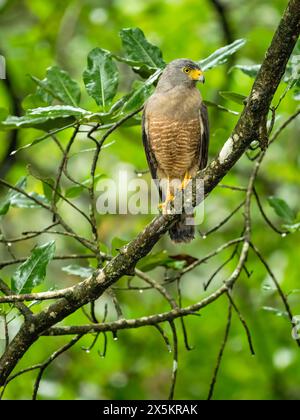 Straßenrand Falke, Buteo Magrostris, hoch im Baum, Costa Rica, Mittelamerika Stockfoto