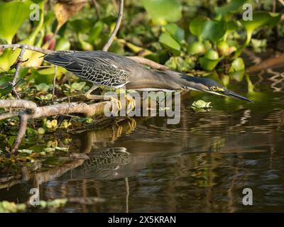 Streifenreiher, Butorides striata, am Wasserrand, Brasilien, Südamerika Stockfoto