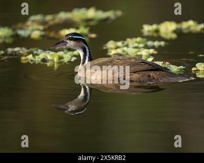 Sungrebe, Heliornis Fulica, American Finfoot, Schwimmen, Matto Grosso, Pantanal, Brasilien, Südamerika Stockfoto