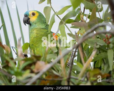 Amazonas mit Türkis, Amazona aestiva, auch bekannt als Papagei mit Türkis, Amazonas mit Blaufront, Papagei mit Blaufront, Brasilien, Südamerika Stockfoto