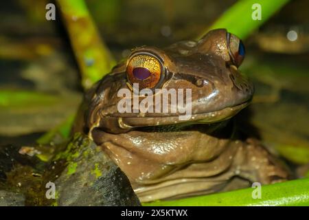 Costa Rica, Parque Nacional Carara. Bullfrog-Nahaufnahme. Stockfoto