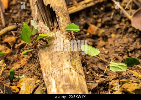 Costa Rica, Parque Nacional Carara. Blattschneider-Ameisen mit Blättern. Stockfoto