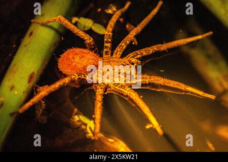 Costa Rica, Parque Nacional Carara. Spinne, die auf dem Wasser läuft. Stockfoto