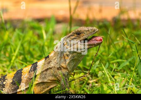 Costa Rica, Parque Nacional Carara. Schwarzer Leguan essen. Stockfoto