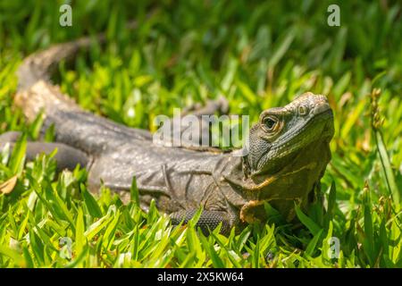 Costa Rica, Parque Nacional Carara. Schwarzer Leguan sonnt. Stockfoto