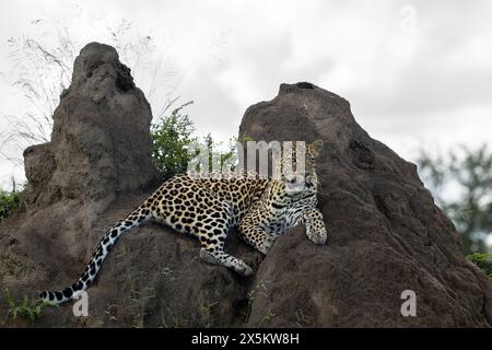 Eine Leopardenfrau, Panthera pardus, liegt auf einem Termitenhügel. Stockfoto