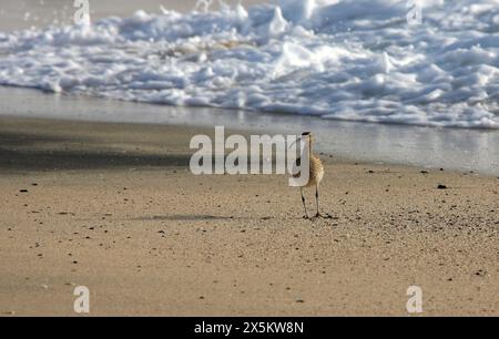 Eurasischer Brach oder Gemeiner Brach, Numenius arquata, Scolopacidae. Kap Verde, Afrika. Stockfoto