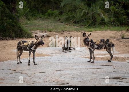 Wilde Hunde, Lycaon pictus, auf einem Felsen in einem Flussbett. Stockfoto