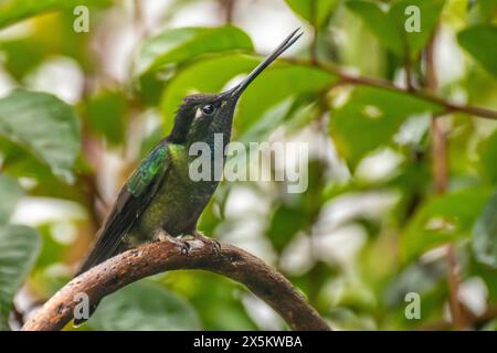 Costa Rica, Cordillera de Talamanca. Talamanca Kolibri. Stockfoto