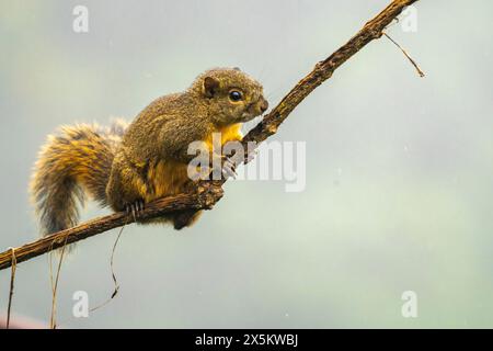 Costa Rica, Cordillera de Talamanca. Rotschwanzhörnchen kletternde Rebe. Stockfoto