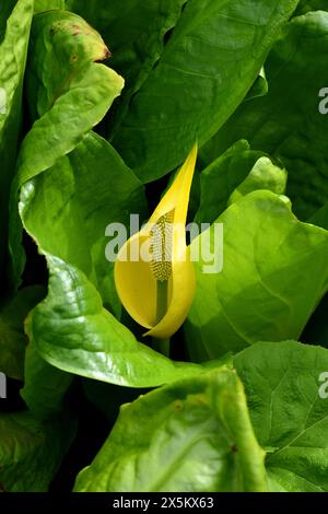 Ein gelber Skunk-Kohl in Blume. Stockfoto