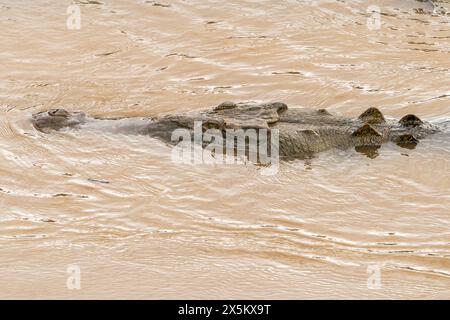 Costa Rica, Parque Nacional Carara. Amerikanisches Krokodilschwimmen. Stockfoto