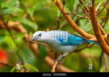 Costa Rica, Cordillera de Talamanca. Blau-graue Tanager an Gliedmaßen. Stockfoto
