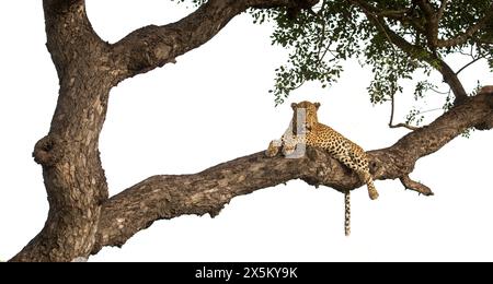 Ein männlicher Leopard, Panthera pardus, liegt auf einem Ast. Stockfoto