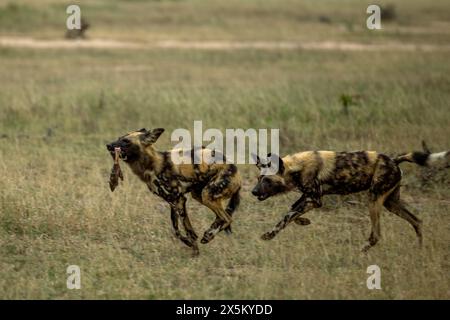 Wilde Hunde, Lycaon Pictus, Füttern und Laufen. Stockfoto