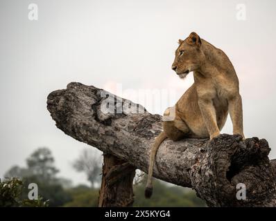 Eine Löwin, Panthera leo, sitzt auf einem umgestürzten Baum. Stockfoto