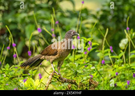 Costa Rica, Tuis-Tal. Grauköpfige Chachalaka-Nahaufnahme. Stockfoto