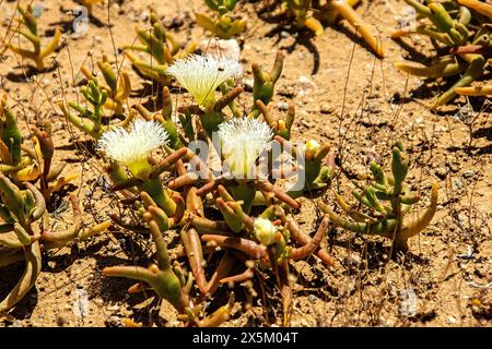 Die weiße Blume des saftigen Mesembryanthemum hypertrophicum, das in der Namib-Wüste nach den ersten, frühen Regenfällen wächst. Stockfoto