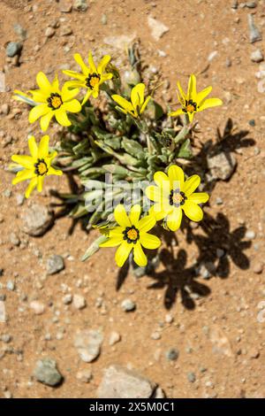 Gazania lichtensteinii Stockfoto