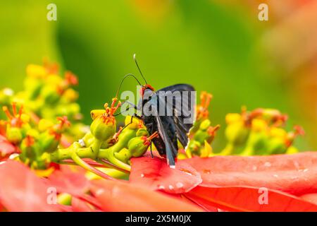 Costa Rica, Tuis-Tal. Schmetterlingsfütterung an Weihnachtsstern. Stockfoto