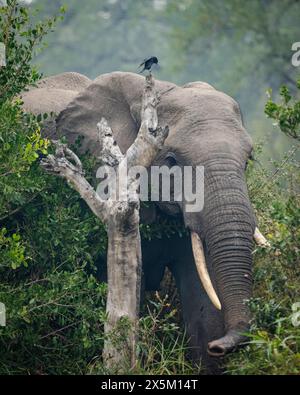 Ein Elefant, Loxodonta africana, der durch Laub läuft. Stockfoto
