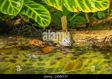 Costa Rica, Tuis-Tal. Schwarz gestreifte Spatzen zum Baden. Stockfoto