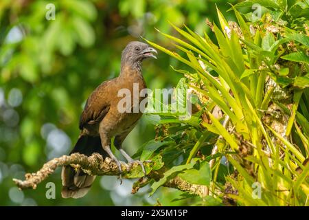 Costa Rica, Tuis-Tal. Grauköpfiger Chachalakakavigel an Gliedmaßen. Stockfoto