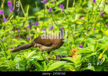 Costa Rica, Tuis-Tal. Grauköpfige Chachalaka-Nahaufnahme. Stockfoto