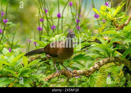 Costa Rica, Tuis-Tal. Grauköpfiger Chachalakakavigel an Gliedmaßen. Stockfoto