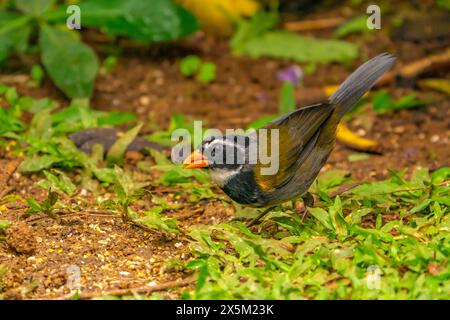 Costa Rica, Tuis-Tal. Orangenschnabelsperling auf dem Boden. Stockfoto