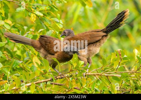 Costa Rica, Tuis-Tal. Grauköpfige chachalacas-Nahaufnahme. Stockfoto