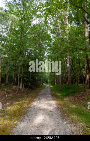 Ein schöner Schotterweg führt in einen friedlichen Wald Stockfoto