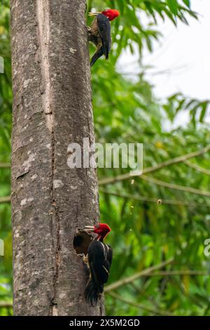 Costa Rica, La Selva Biologische Forschungsstation. Blassschnabelige Spechte auf einem Baum. Stockfoto