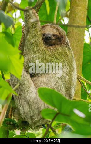 Costa Rica. Nahaufnahme von Dreizehenfaultieren. Stockfoto