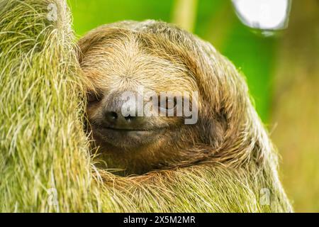 Costa Rica. Nahaufnahme von Dreizehenfaultieren. Stockfoto