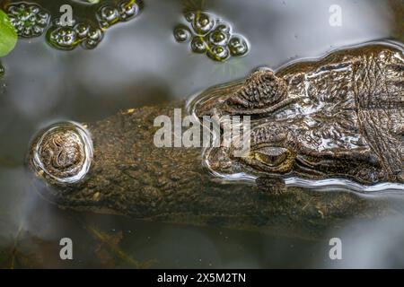 Costa Rica. Brillenkopf aus Nahaufnahme im Wasser. Stockfoto