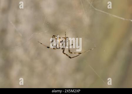 Brown Widow Spider (Latrodectus geometricus) Arachnidennetz Naturschädlingsbekämpfungskonzept. Stockfoto