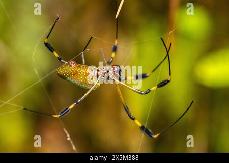 Costa Rica, Arenal. Nahaufnahme einer Spinnenweberin, die ein Netz herstellt. Stockfoto