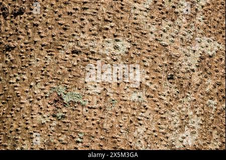 Oberflächenstruktur von Baumwollfrucht oder Santol-Baum im tropischen botanischen Garten in Thailand, Hintergrund. Stockfoto