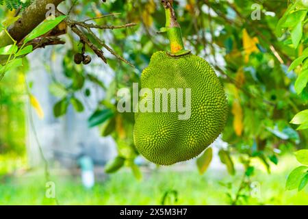 Nahaufnahme der grünen Jackfrucht, die in der Sommersaison an einem Zweig eines Jackfrucht-Baumes hängt Stockfoto