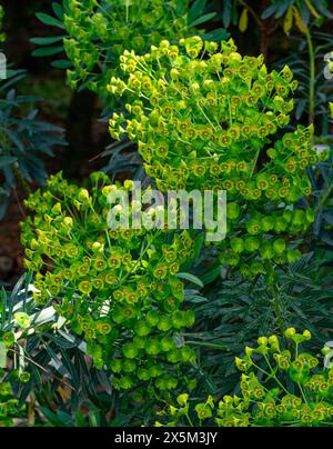 Große mediterrane Blütenpracht (Eforbia characias). Botanischer Garten, KIT Karlsruhe, Deutschland, Europa Stockfoto