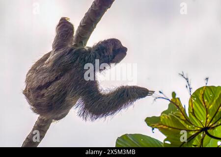 Costa Rica. Nahaufnahme von Dreizehenfaultieren. Stockfoto